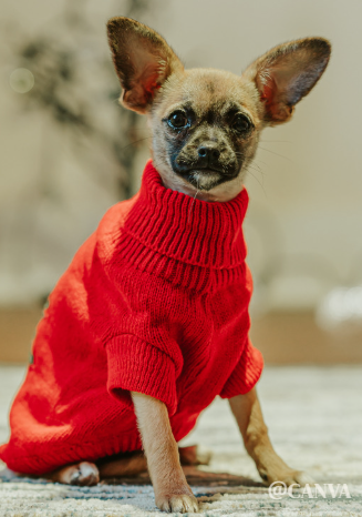 セーターを着ている犬@canva